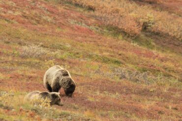 Bears