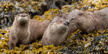 River Otters