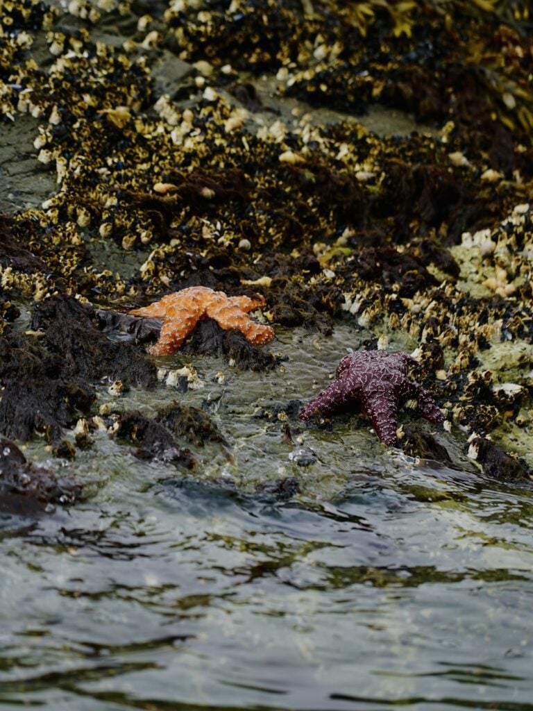 sea stars
