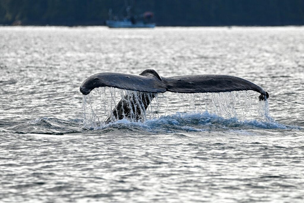 Humpback Whale Tail