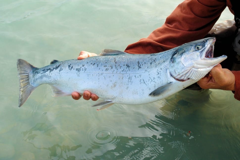 Silver Salmon caught